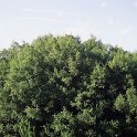 Quercus coccifera